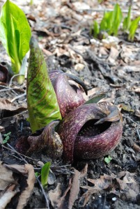 Skunk cabbage blossoms emerging from soggy ground.