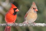 The-Northern-Cardinal-Bird